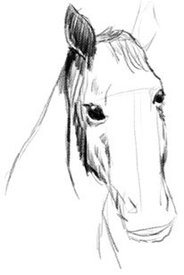 Как нарисовать лошадь Как нарисовать лошадь