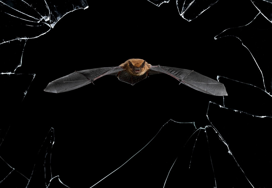 Wildlife Photographer Of The Year 2016 Wildlife Photographer Of The Year 2016
