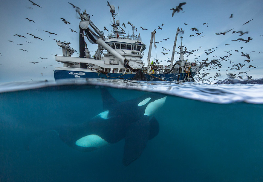 Wildlife Photographer Of The Year 2016 Wildlife Photographer Of The Year 2016