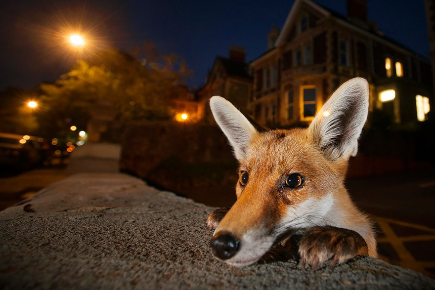Wildlife Photographer Of The Year 2016 Wildlife Photographer Of The Year 2016