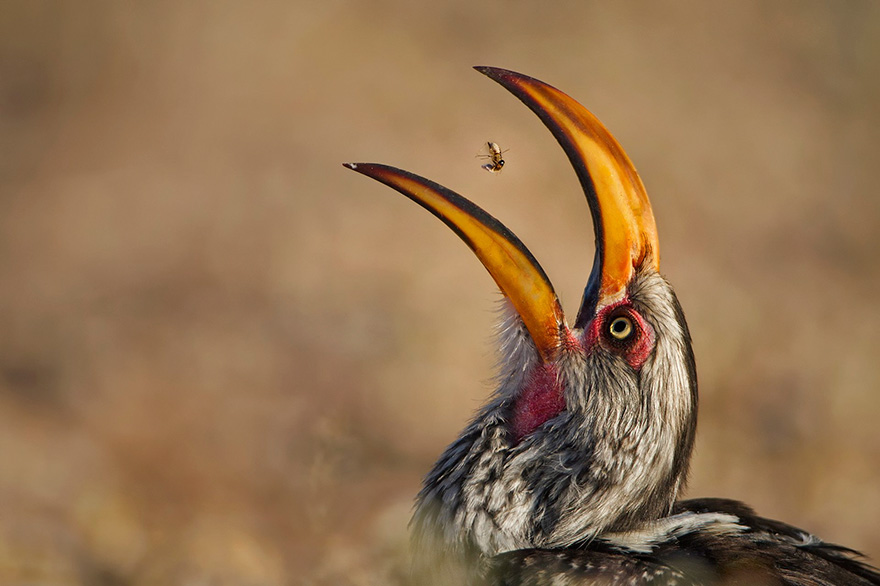 Wildlife Photographer Of The Year 2016 Wildlife Photographer Of The Year 2016