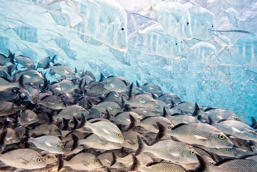Wildlife Photographer Of The Year 2016 Wildlife Photographer Of The Year 2016