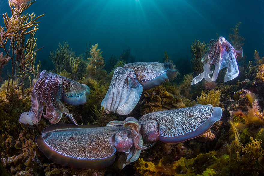 Wildlife Photographer Of The Year 2016 Wildlife Photographer Of The Year 2016