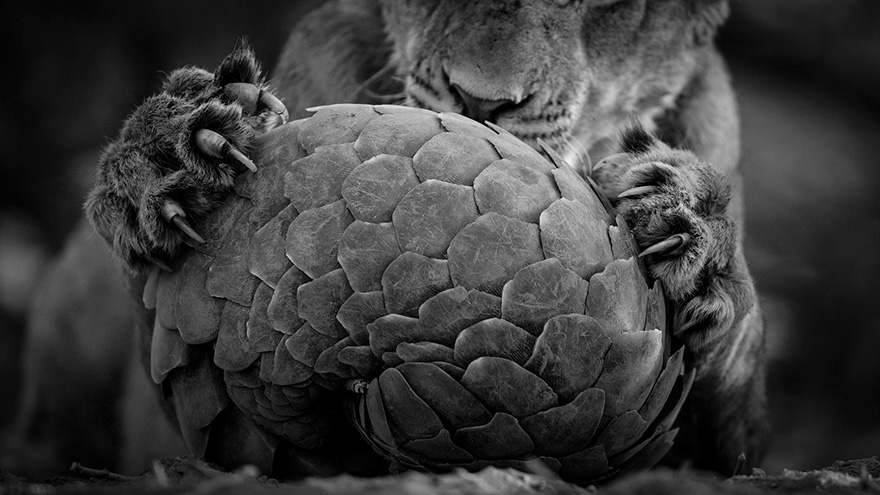 Wildlife Photographer Of The Year 2016 Wildlife Photographer Of The Year 2016
