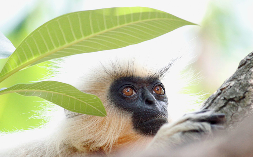 Wildlife Photographer Of The Year 2016 Wildlife Photographer Of The Year 2016
