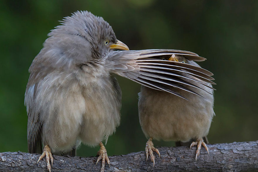 Comedy Wildlife Photography Awards 2016 Comedy Wildlife Photography Awards 2016