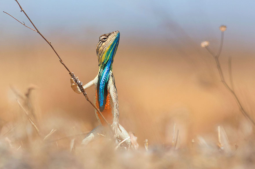 Comedy Wildlife Photography Awards 2016 Comedy Wildlife Photography Awards 2016