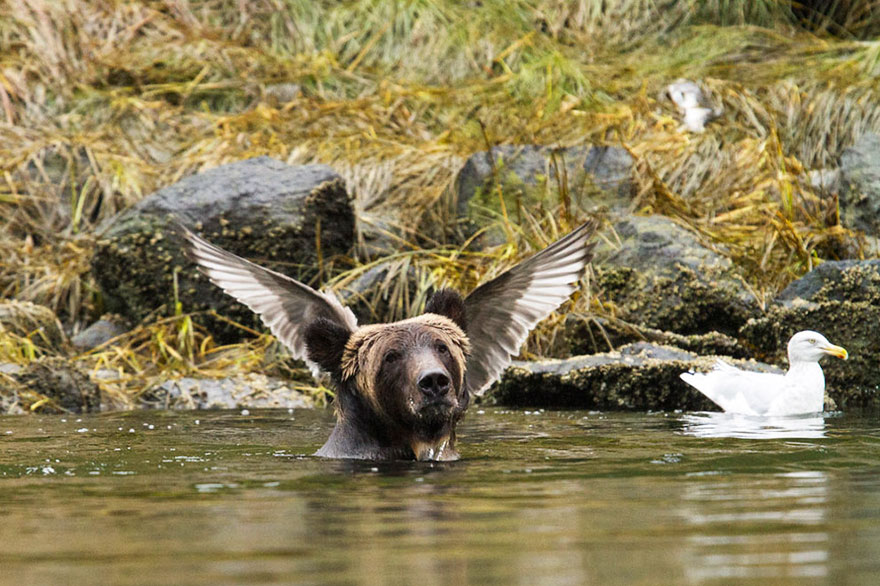 Comedy Wildlife Photography Awards 2016 Comedy Wildlife Photography Awards 2016