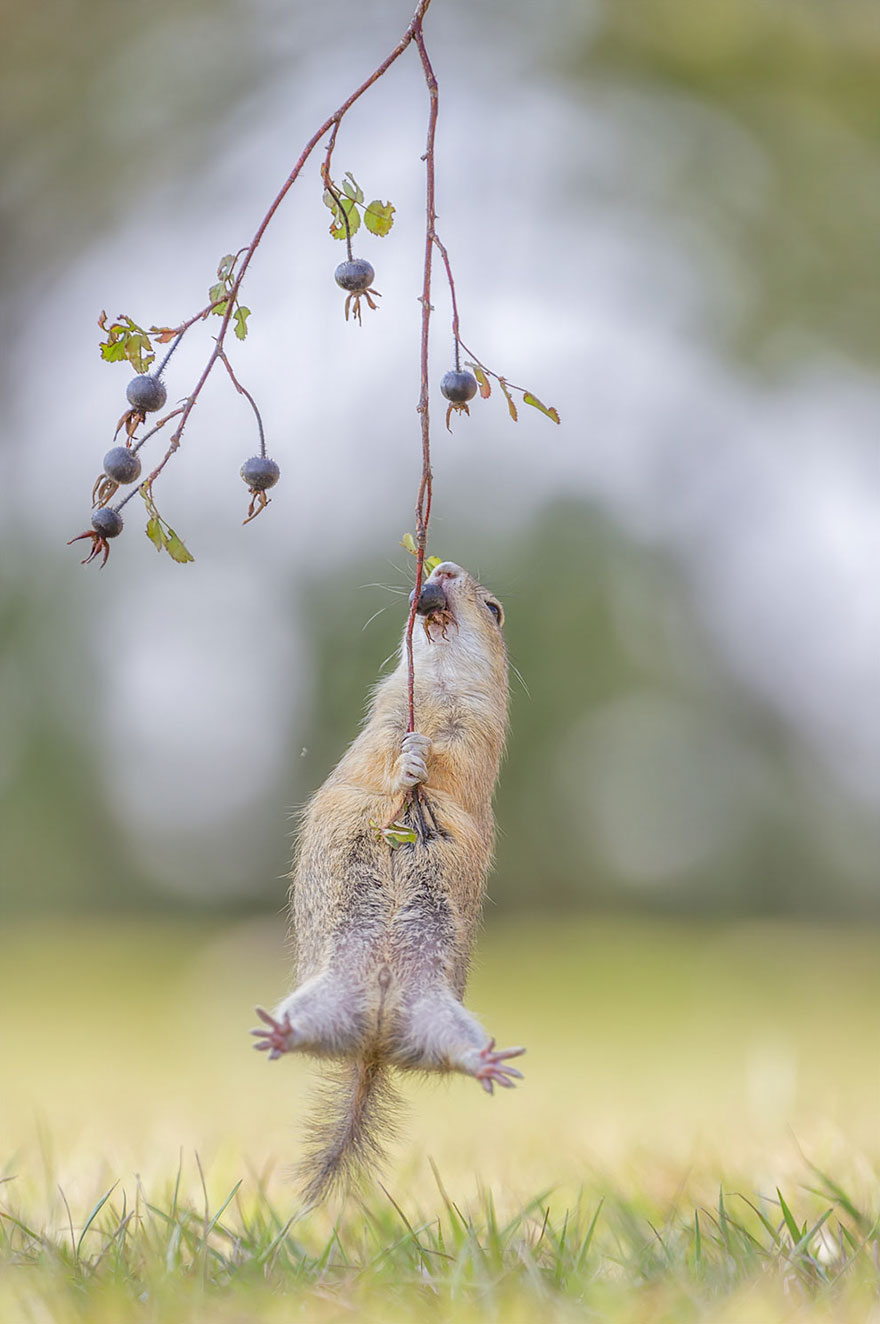 Comedy Wildlife Photography Awards 2016 Comedy Wildlife Photography Awards 2016