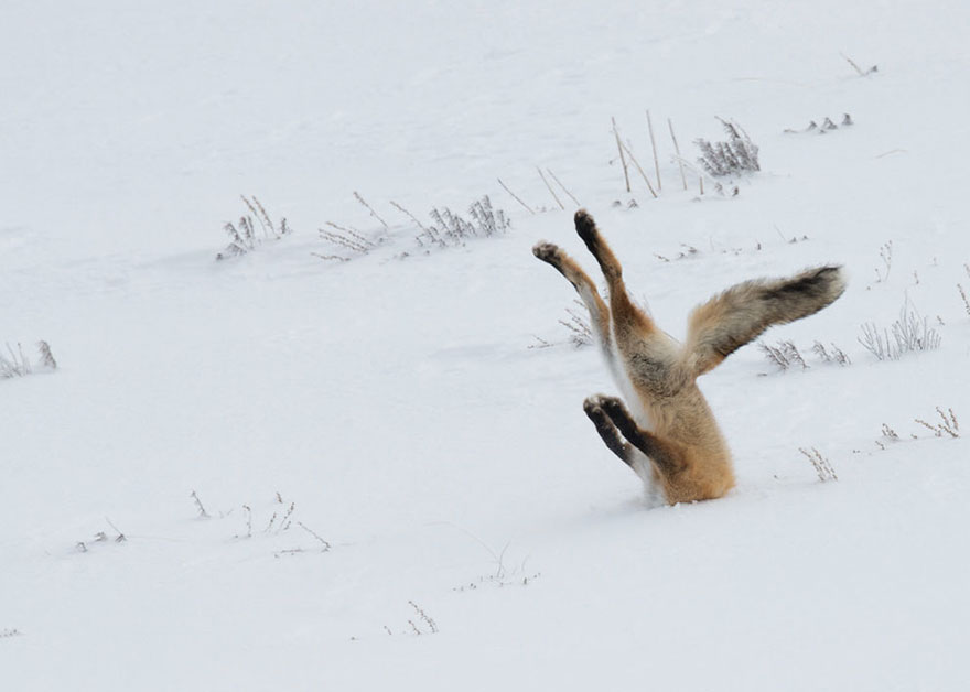 Comedy Wildlife Photography Awards 2016 Comedy Wildlife Photography Awards 2016