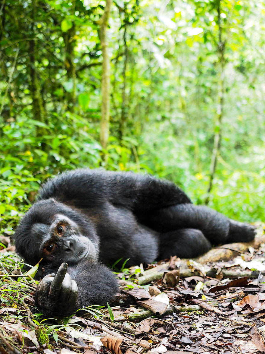 Comedy Wildlife Photography Awards 2016 Comedy Wildlife Photography Awards 2016