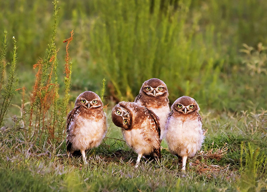 Comedy Wildlife Photography Awards 2016 Comedy Wildlife Photography Awards 2016