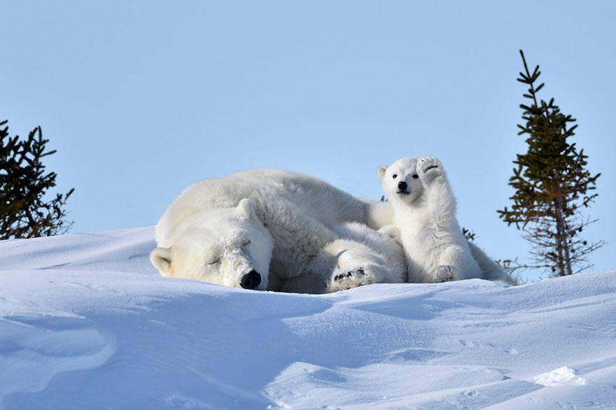 Comedy Wildlife Photography Awards 2016 Comedy Wildlife Photography Awards 2016