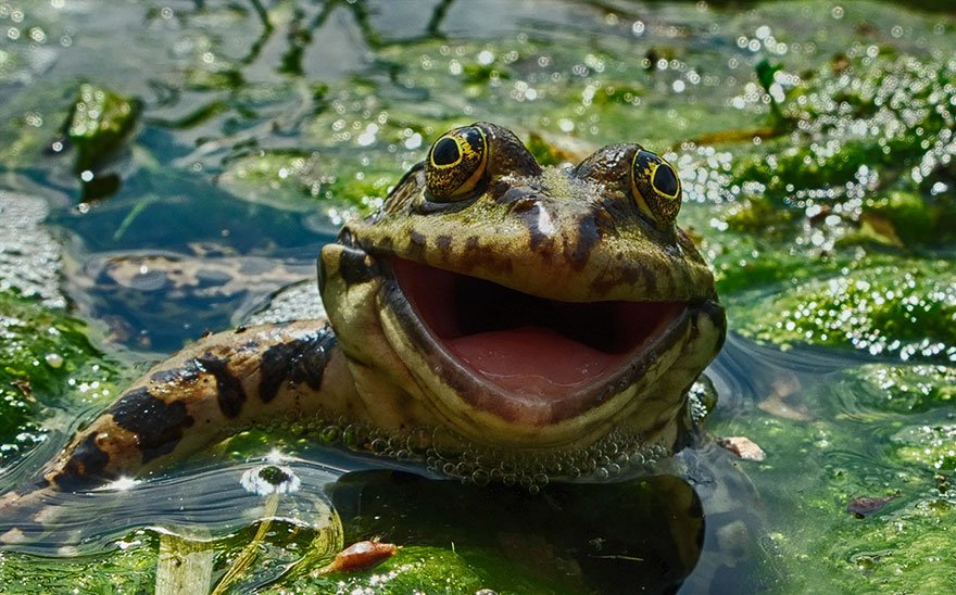 Comedy Wildlife Photography Awards 2016 Comedy Wildlife Photography Awards 2016