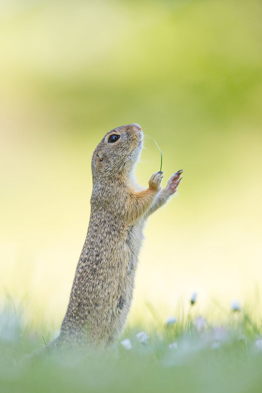 Comedy Wildlife Photography Awards 2016 Comedy Wildlife Photography Awards 2016