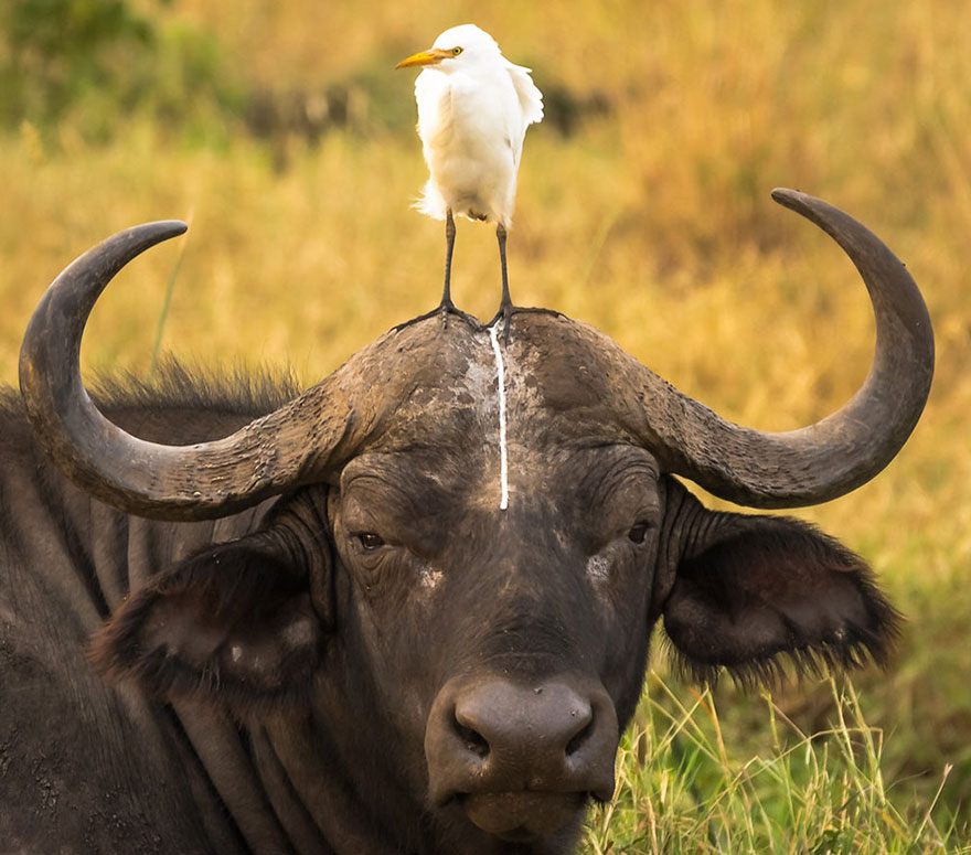 Comedy Wildlife Photography Awards 2016 Comedy Wildlife Photography Awards 2016