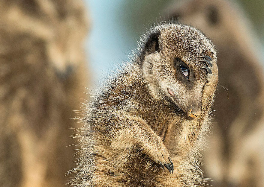 Comedy Wildlife Photography Awards 2016 Comedy Wildlife Photography Awards 2016