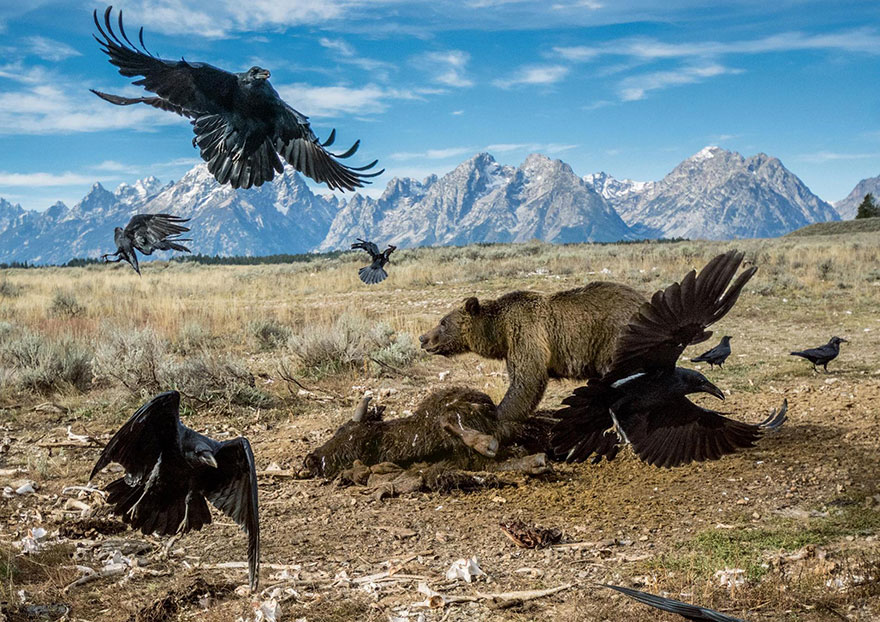 Лучшие фотографии 2016 года от National Geographic Лучшие фотографии 2016 года от National Geographic