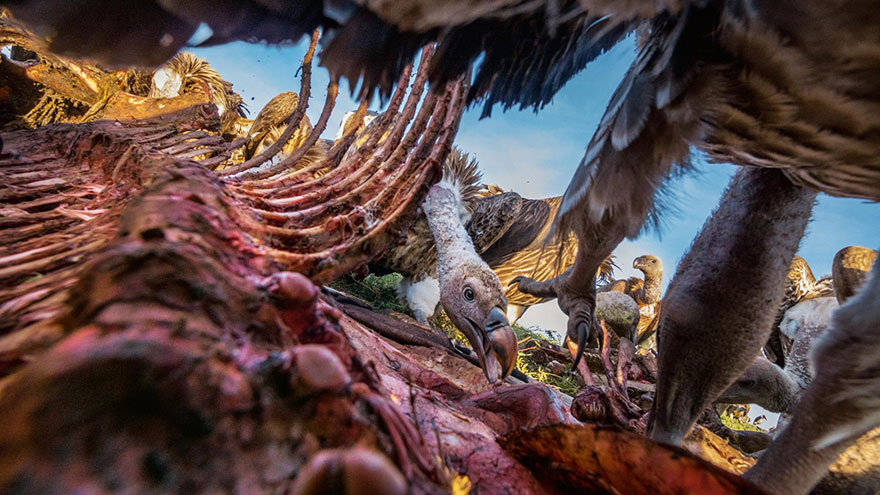 Лучшие фотографии 2016 года от National Geographic Лучшие фотографии 2016 года от National Geographic