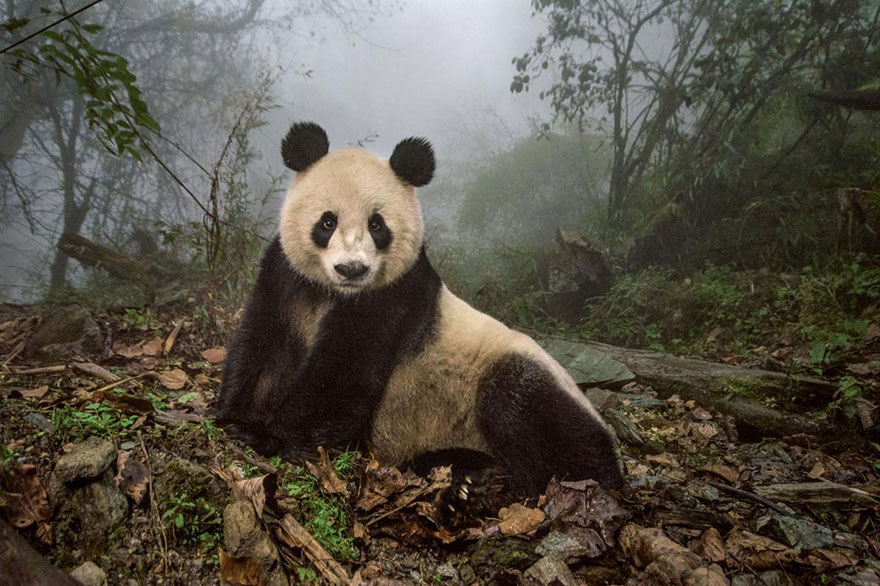 Лучшие фотографии 2016 года от National Geographic Лучшие фотографии 2016 года от National Geographic